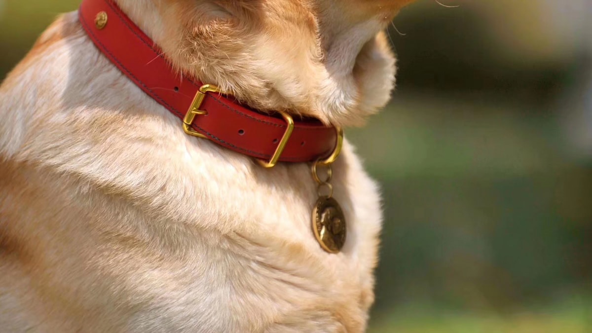 Collares GPS y localizadores
